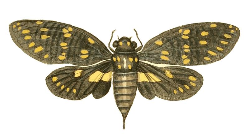 Illustrations of Exotic Entomology Cicada Maculata