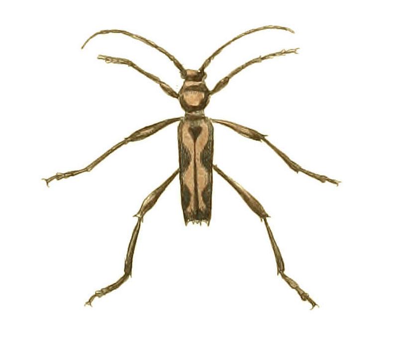 Illustrations of Exotic Entomology Clytus Longipes