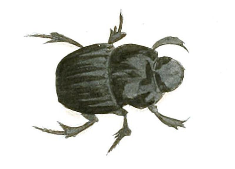 Illustrations of Exotic Entomology Copris Sulcatus