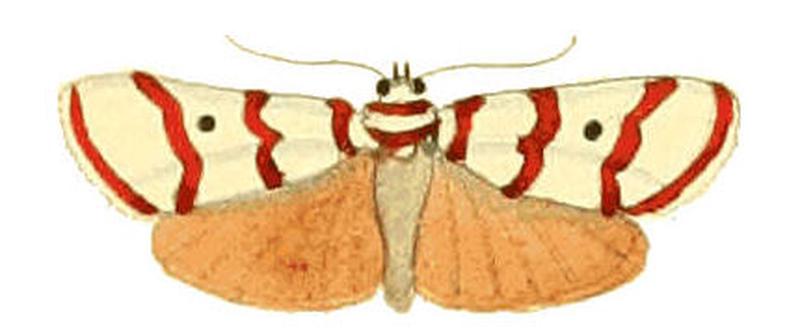 Illustrations of Exotic Entomology Deiopeia Puella