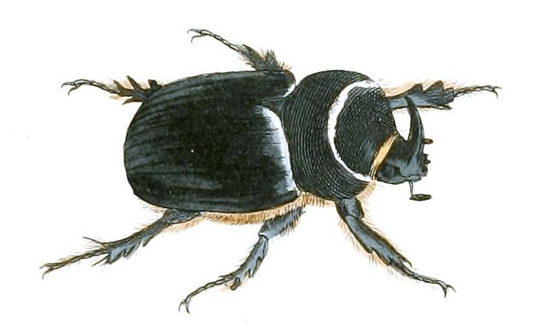 Illustrations of Exotic Entomology Dynastes Satyrus