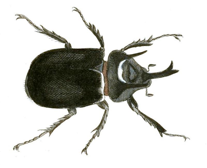Illustrations of Exotic Entomology Dynastes Titanus