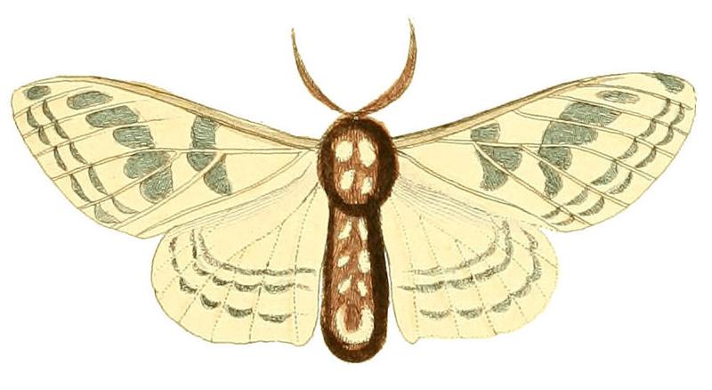 Illustrations of Exotic Entomology Endromis Rhodope