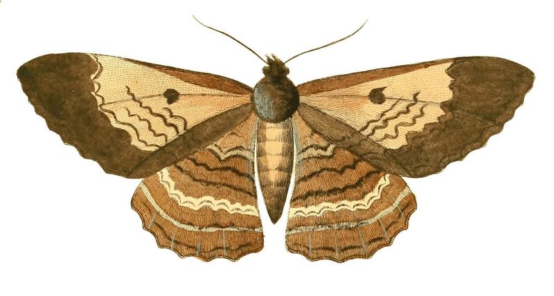 Illustrations of Exotic Entomology Erebus Hercyna