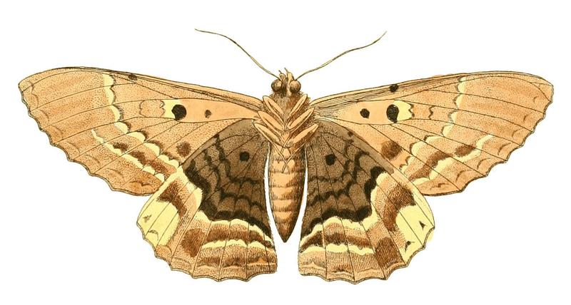Illustrations of Exotic Entomology Erebus Hercyna under