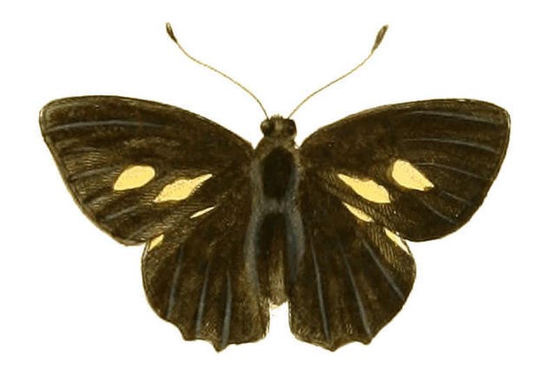 Illustrations of Exotic Entomology Erycina Ampyx