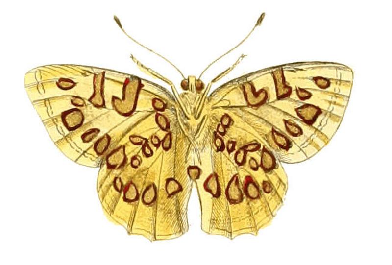 Illustrations of Exotic Entomology Erycina Ampyx under