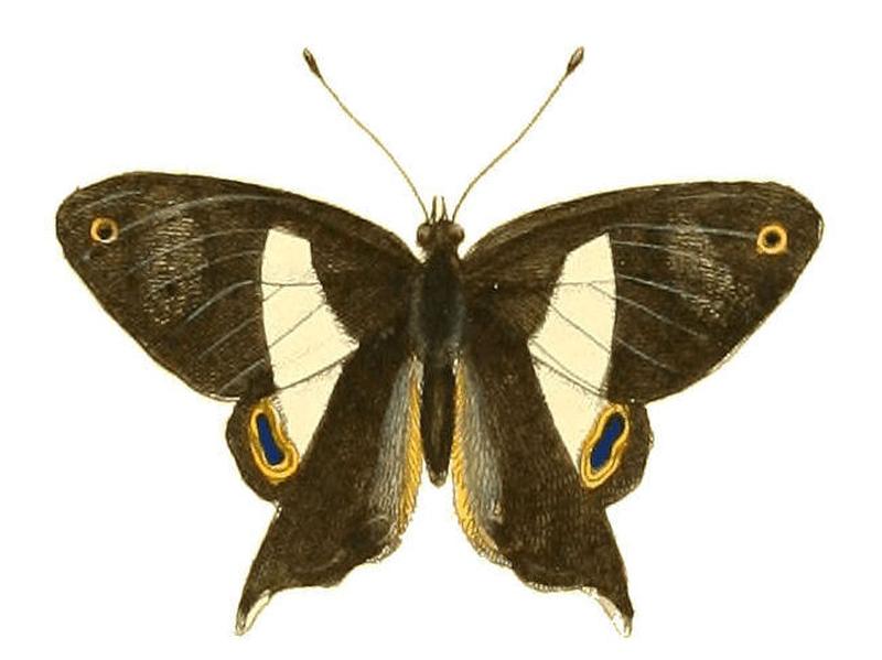 Illustrations of Exotic Entomology Erycina Baucis