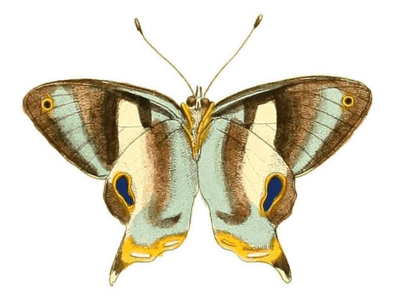 Illustrations of Exotic Entomology Erycina Baucis under