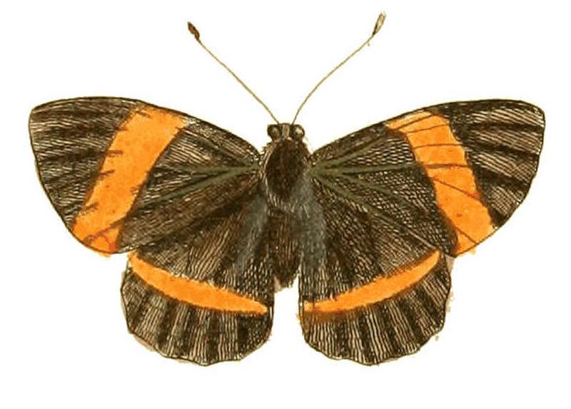 Illustrations of Exotic Entomology Erycina Jarbas