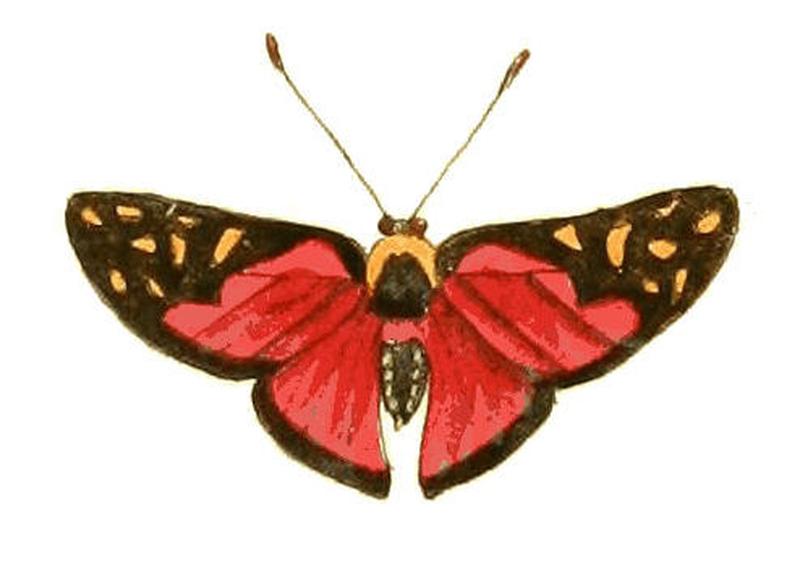 Illustrations of Exotic Entomology Erycina Menetas
