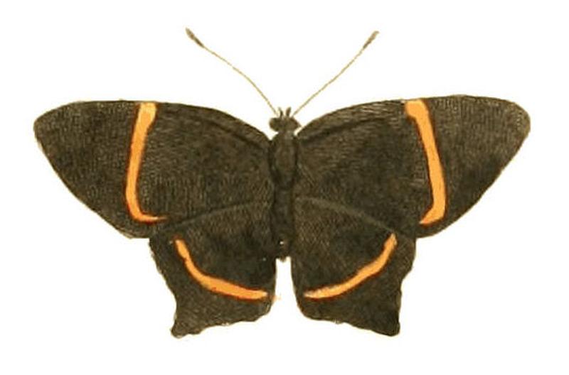Illustrations of Exotic Entomology Erycina lysippus