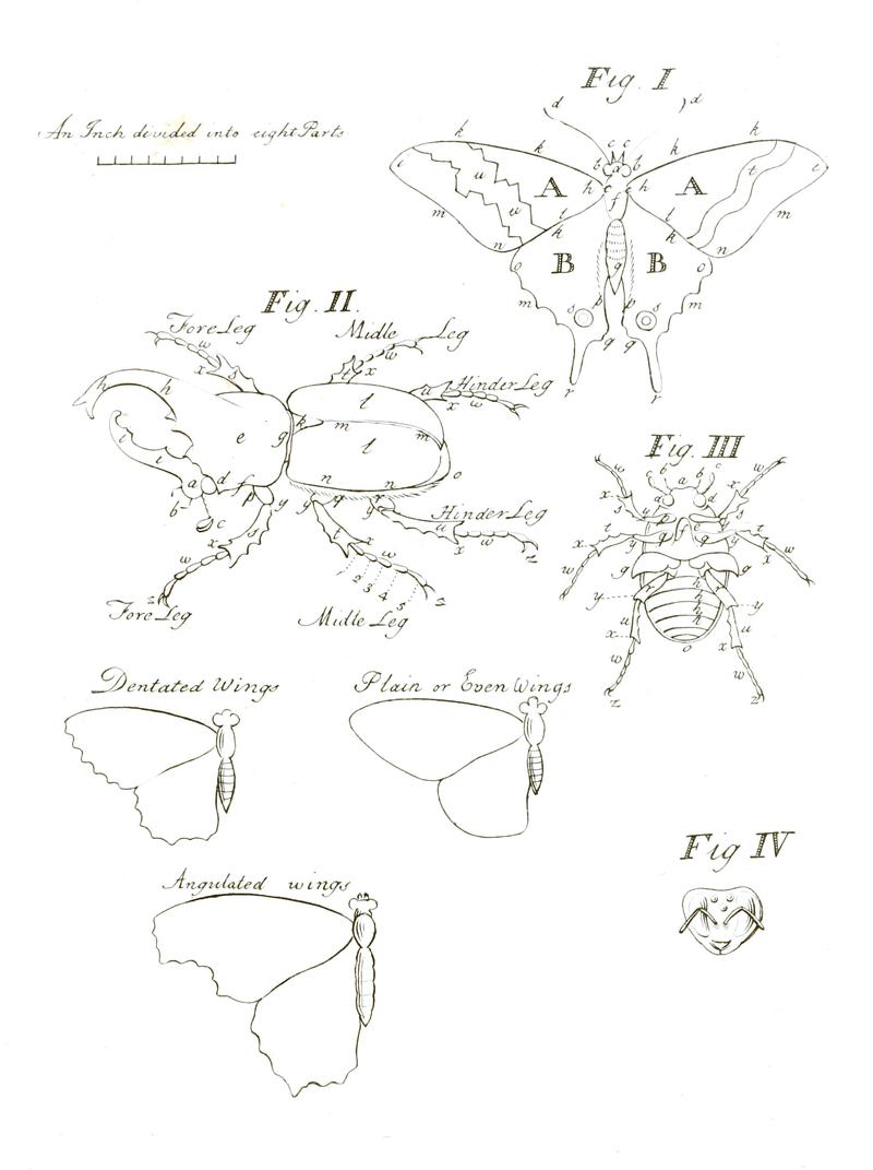 Illustrations of Exotic Entomology Figs