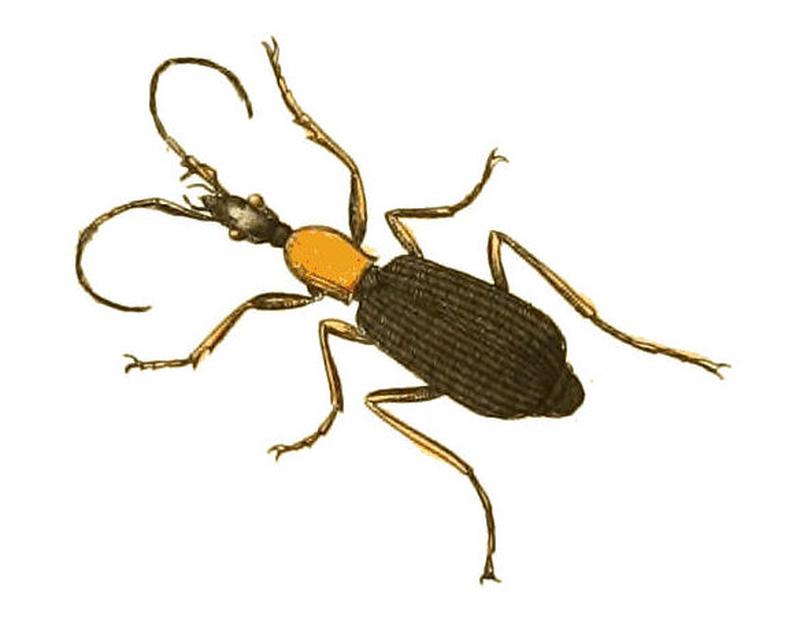 Illustrations of Exotic Entomology Galerita Americana