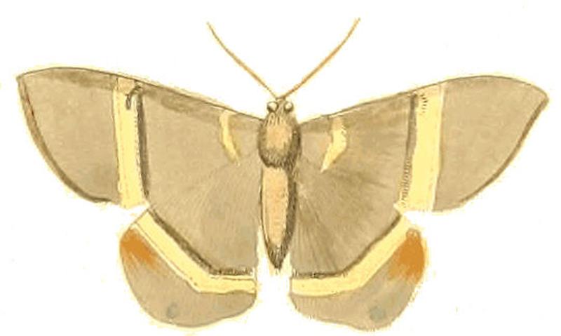 Illustrations of Exotic Entomology Geometra Argentata