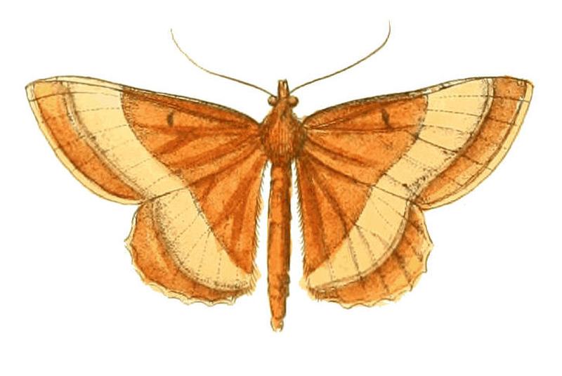 Illustrations of Exotic Entomology Geometra Fulvata