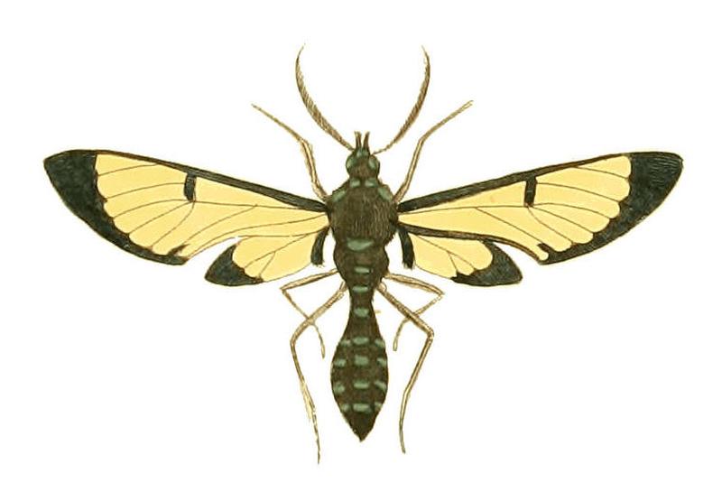 Illustrations of Exotic Entomology Glaucopis Coarctata