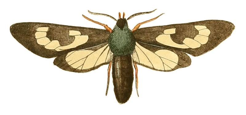 Illustrations of Exotic Entomology Glaucopis Fenestrata