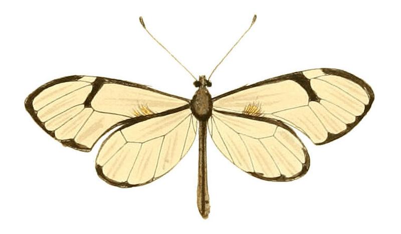 Illustrations of Exotic Entomology Heliconia Diaphana