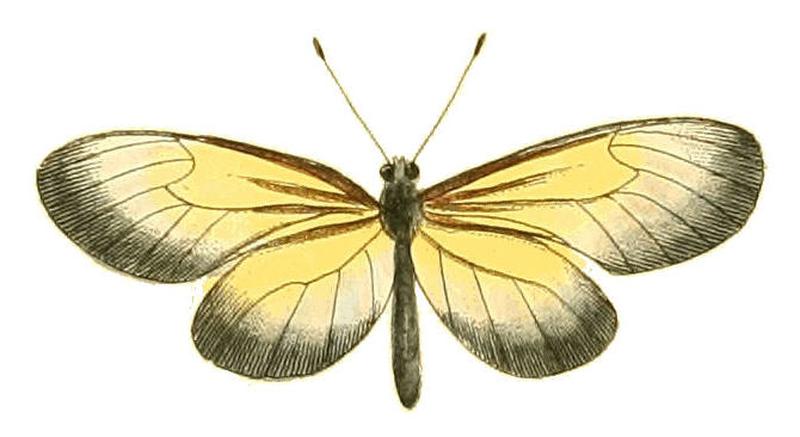 Illustrations of Exotic Entomology Heliconia Gazoria