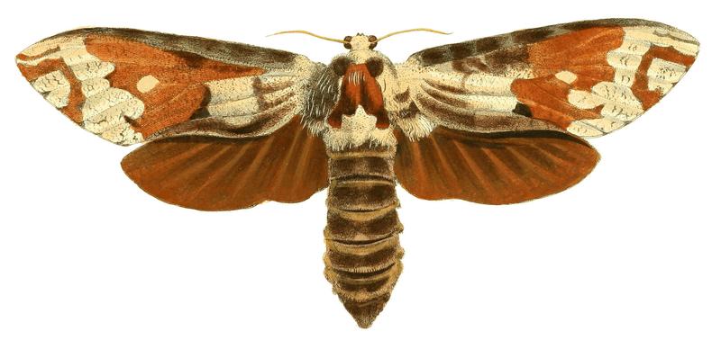 Illustrations of Exotic Entomology Hepialus Crassus