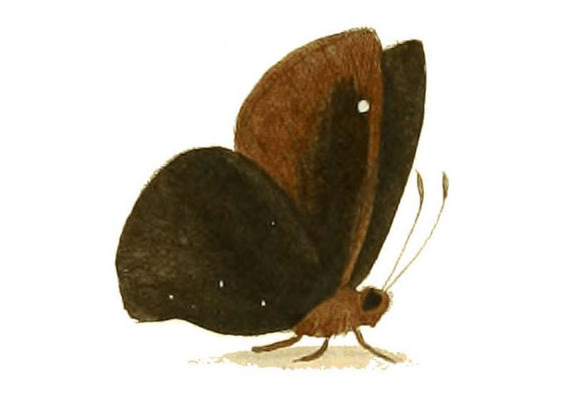 Illustrations of Exotic Entomology Hesperia Arcas