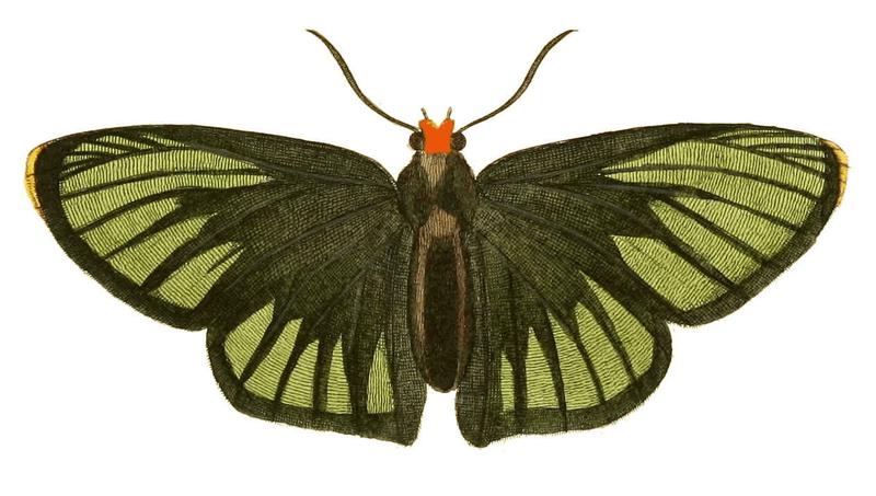 Illustrations of Exotic Entomology Hesperia Iphis
