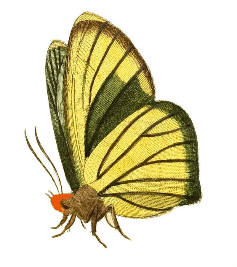 Illustrations of Exotic Entomology Hesperia Iphis under
