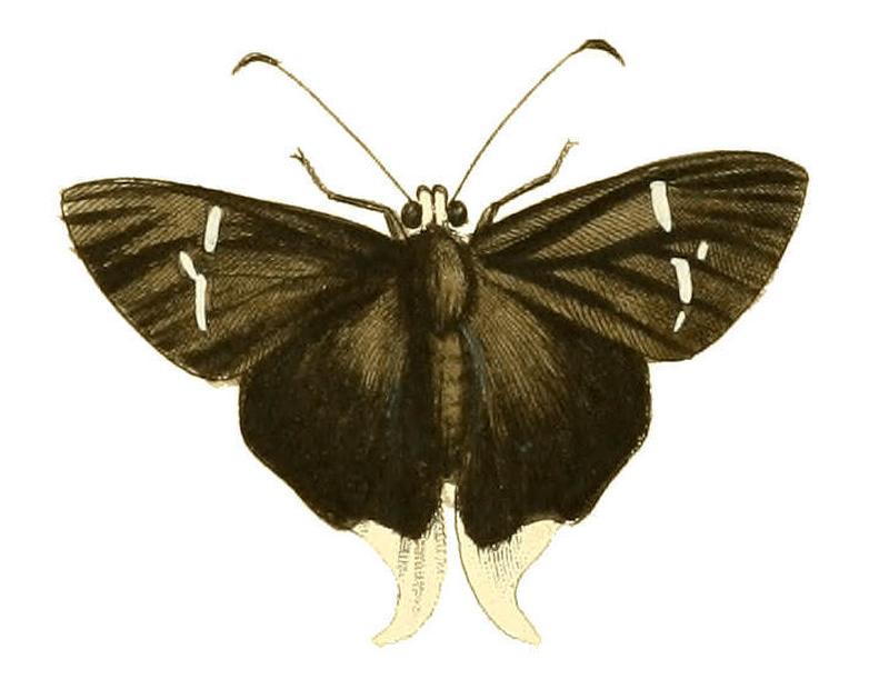 Illustrations of Exotic Entomology Hesperia Orion