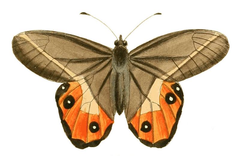 Illustrations of Exotic Entomology Hipparchia Nereis