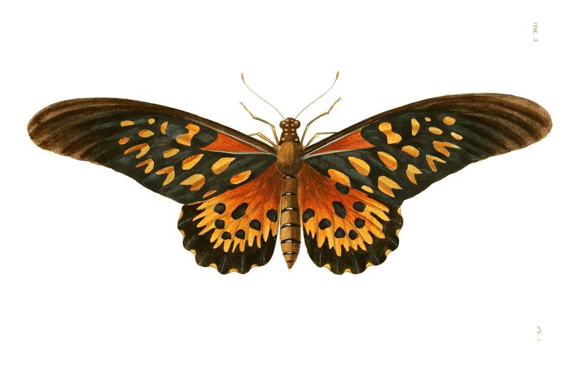 Illustrations of Exotic Entomology III 01