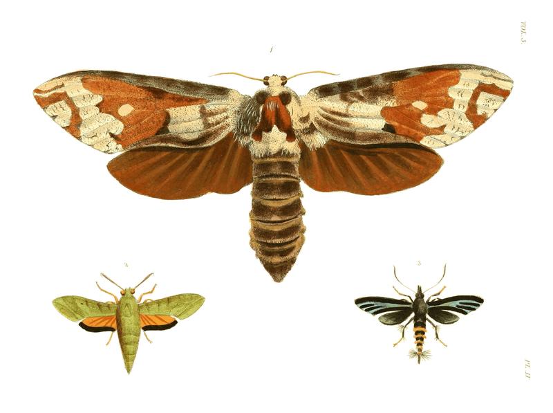 Illustrations of Exotic Entomology III 02