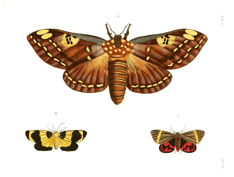 Illustrations of Exotic Entomology III 03