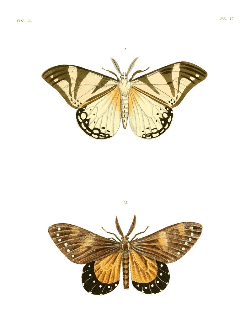 Illustrations of Exotic Entomology III 05