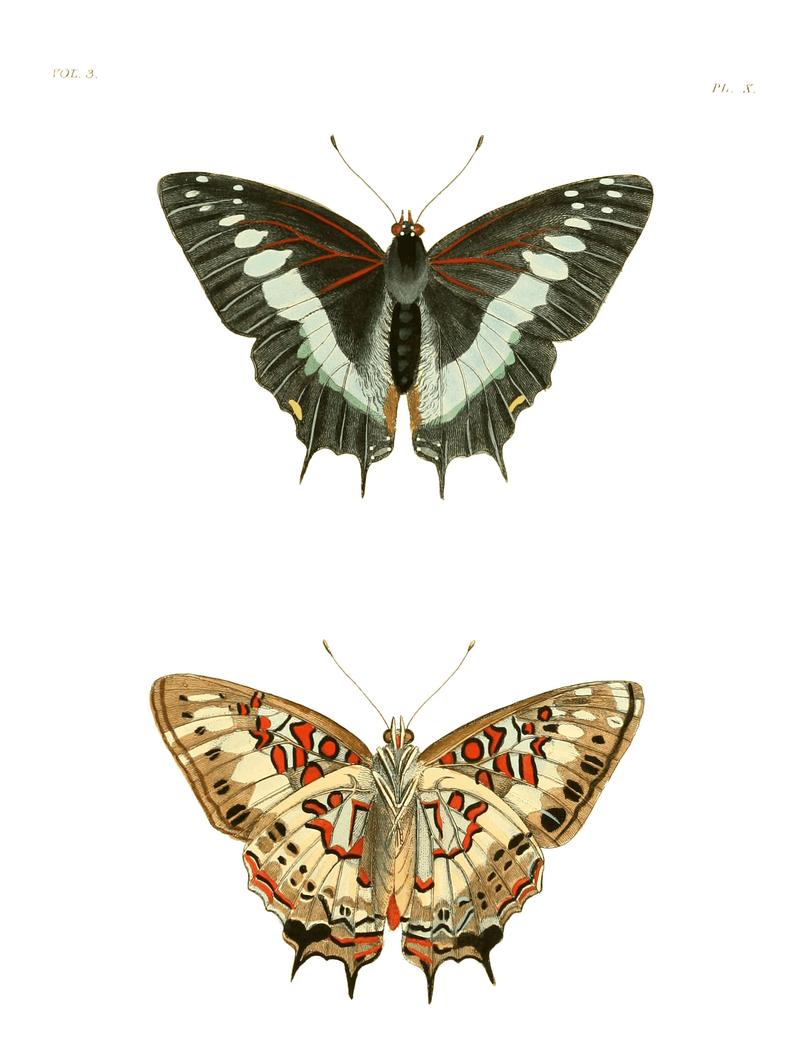Illustrations of Exotic Entomology III 10