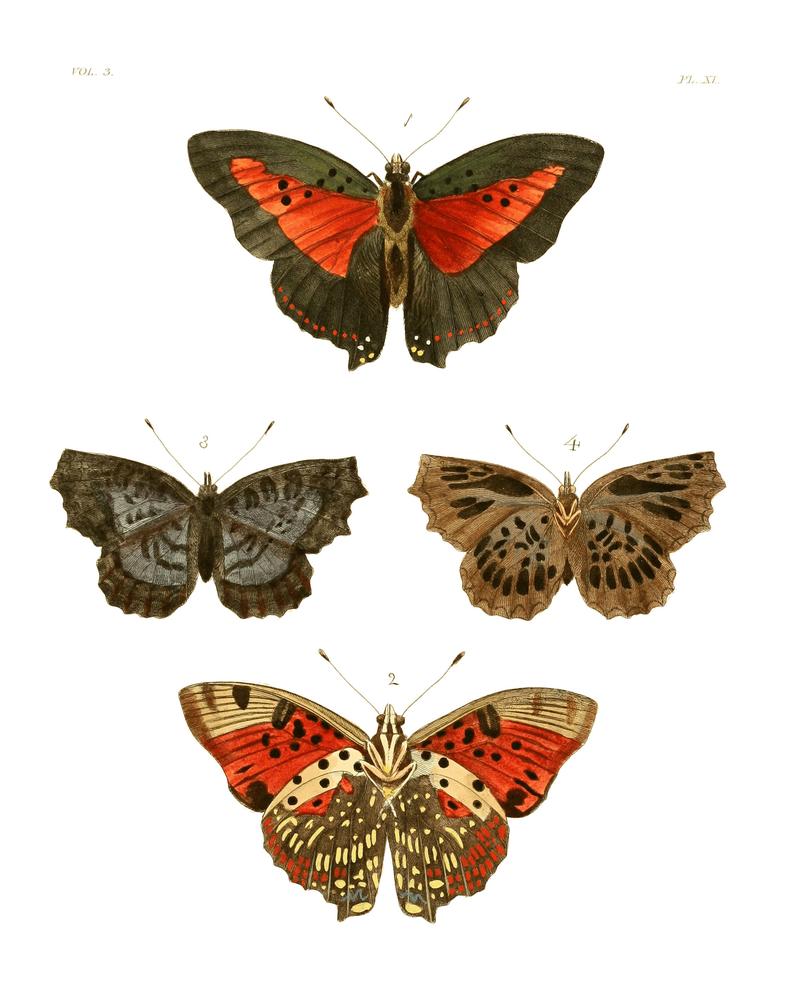 Illustrations of Exotic Entomology III 11