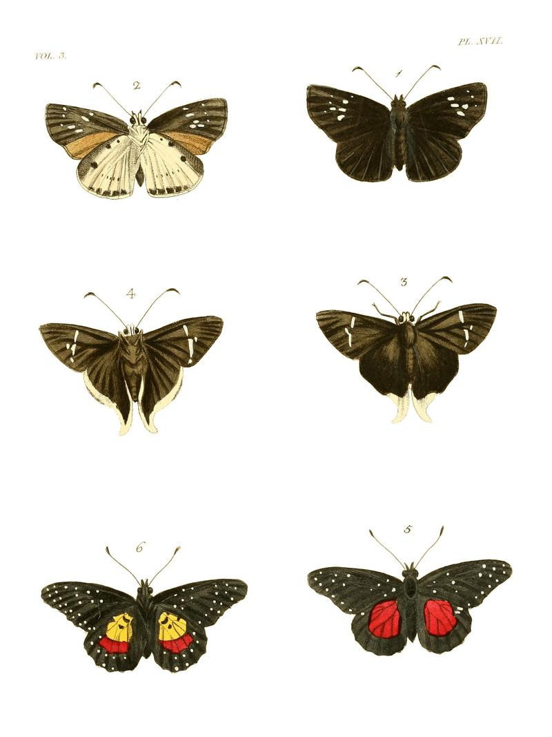 Illustrations of Exotic Entomology III 17