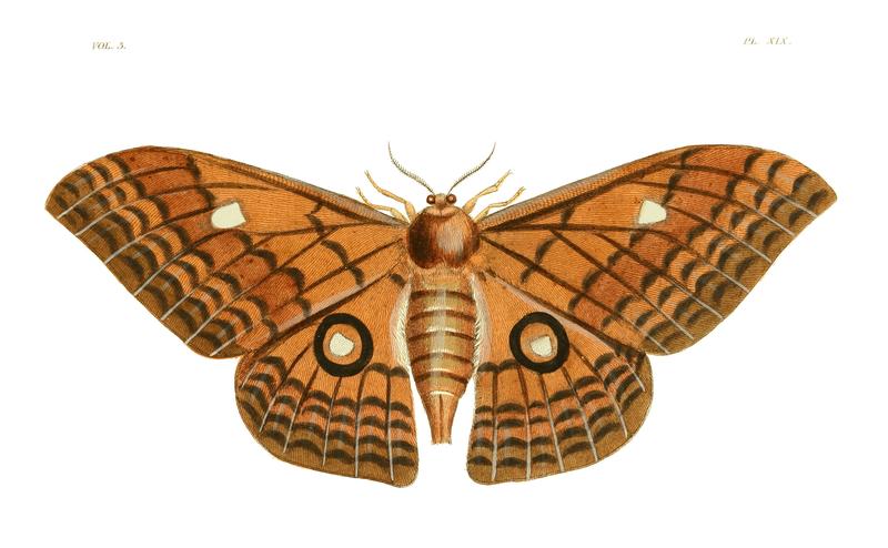 Illustrations of Exotic Entomology III 19