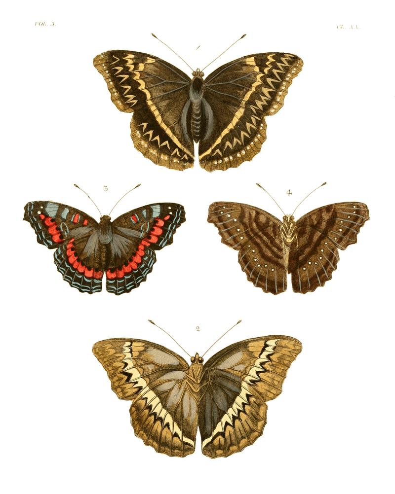 Illustrations of Exotic Entomology III 20