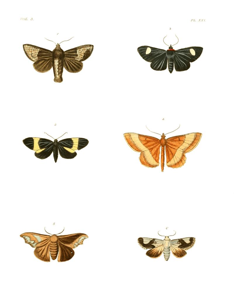 Illustrations of Exotic Entomology III 21