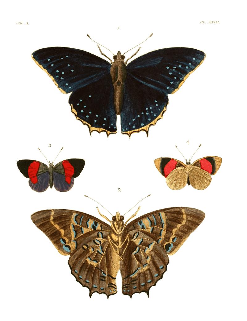Illustrations of Exotic Entomology III 23