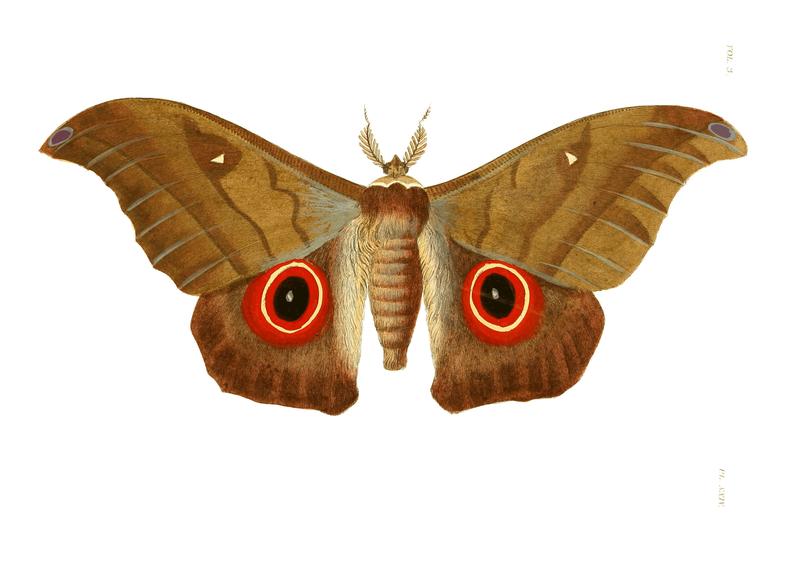 Illustrations of Exotic Entomology III 24