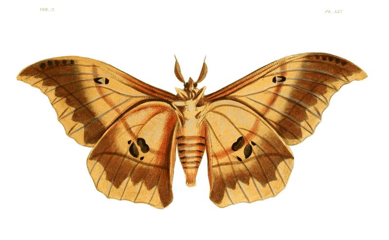 Illustrations of Exotic Entomology III 25