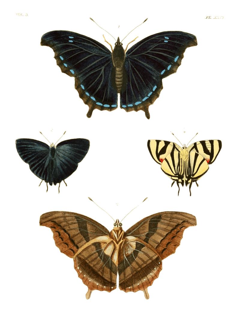 Illustrations of Exotic Entomology III 26