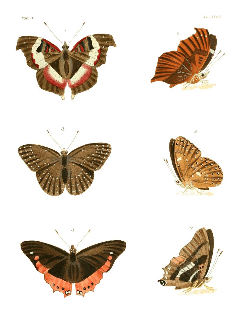 Illustrations of Exotic Entomology III 27