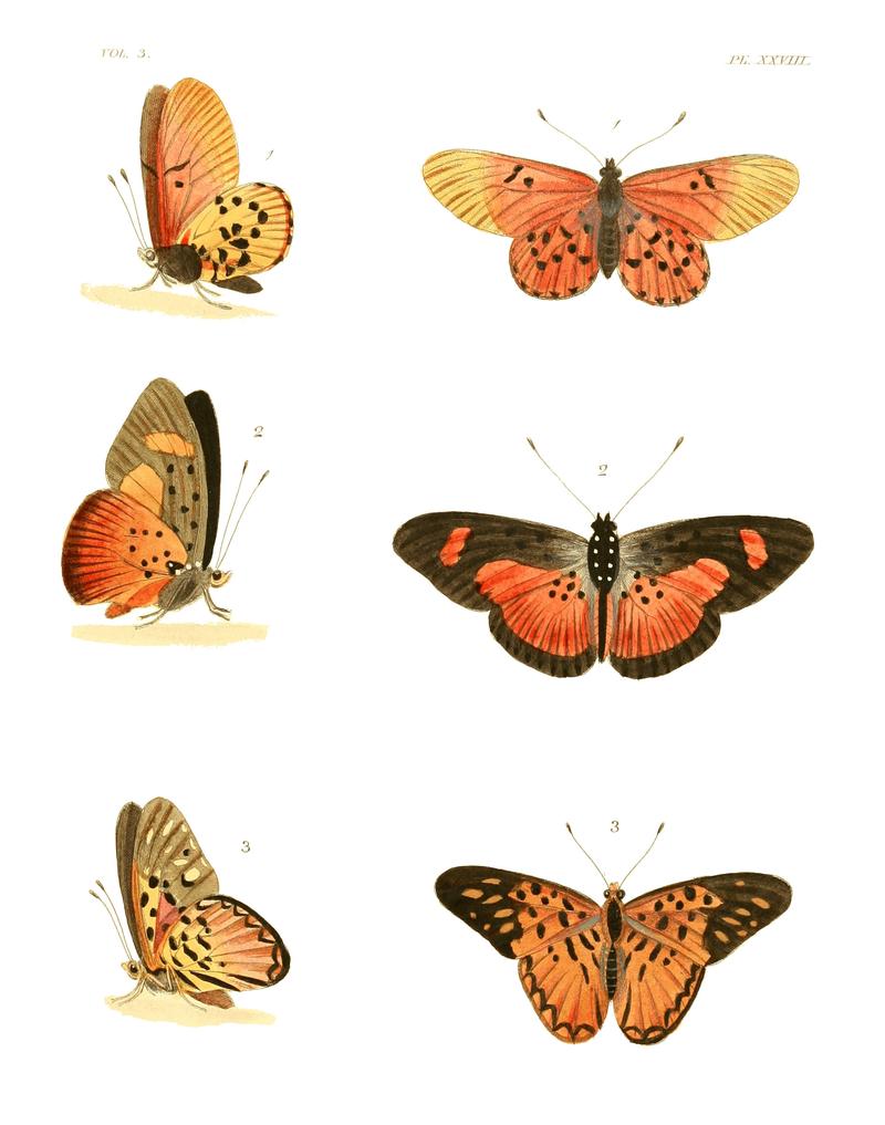 Illustrations of Exotic Entomology III 28