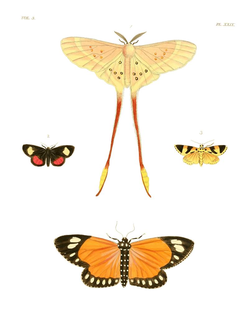 Illustrations of Exotic Entomology III 29
