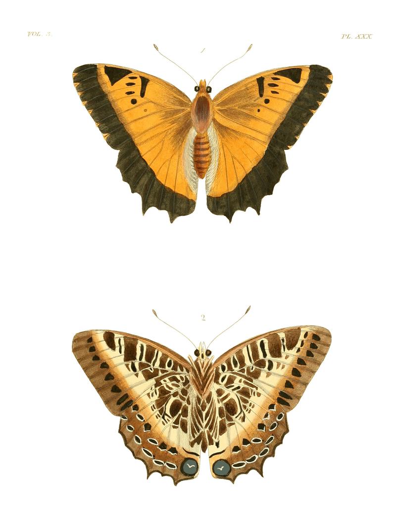 Illustrations of Exotic Entomology III 30