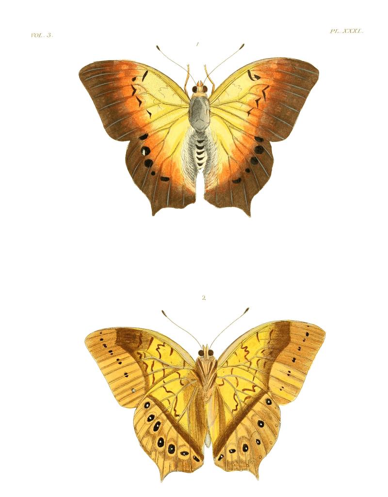 Illustrations of Exotic Entomology III 31