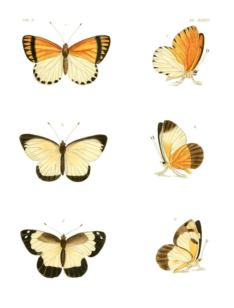 Illustrations of Exotic Entomology III 32